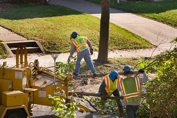 The Steps Involved in Our Tree Care Process in De Leon Springs, FL